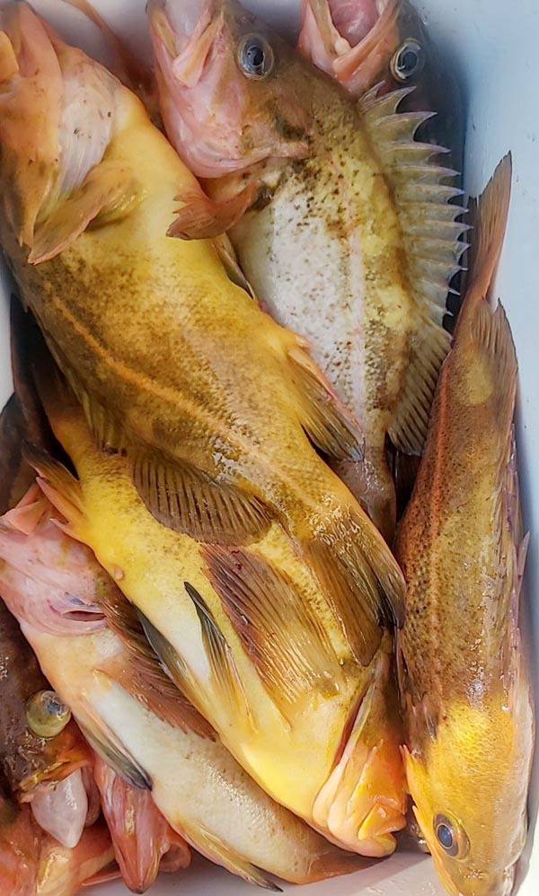 속초항에서 낚은 황열기.