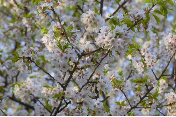 우리나라 특산 왕벚나무 사진. 제주 봉개동 천연기념물. 왕벚프로젝트2050 제공
