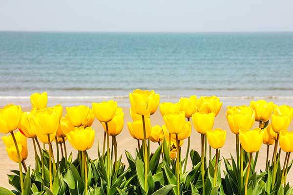 전라남도 신안군 임자도 대광해수욕장 해변에 핀 튤립. 바다를 배경으로 피어 있는 풍경이 인상파 그림을 연상하게 한다.&nbsp;