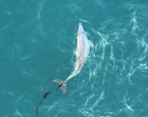 낚싯줄에 걸린 제주남방큰돌고래 종달이의 모습. 핫핑크돌핀스 제공
