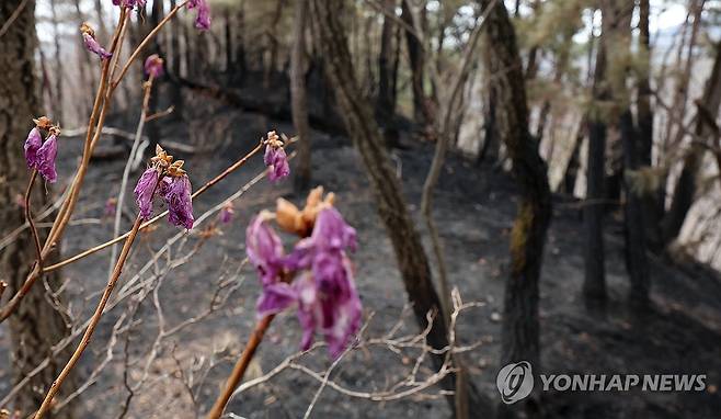 시든 꽃과 그을린 나무 지난달 28일 울산 대운산 일대에서 발생한 대형 산불로 나무가 검게 타고 진달래가 시들어 있는 모습 [연합뉴스 자료사진]