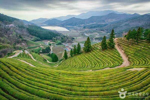 보성 차밭전망대 (출처=ⓒ한국관광공사 포토코리아-김지호)