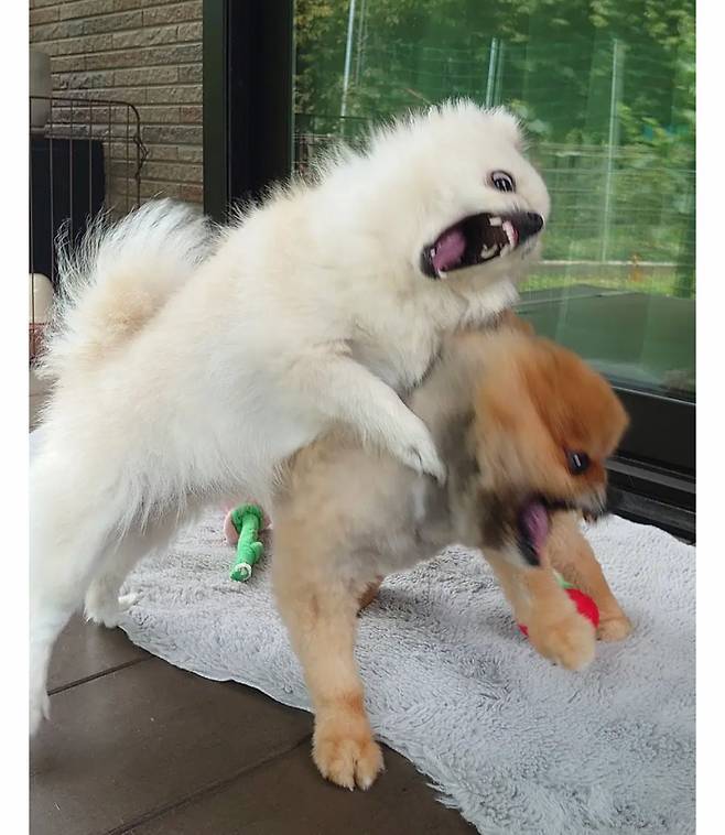 오이 사진을 올렸는데 강아지가 화제된 트윗