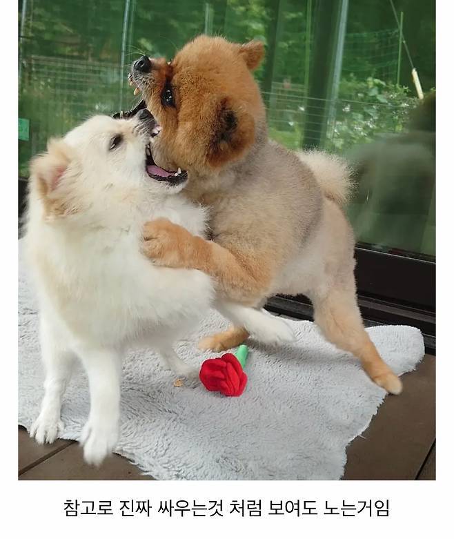 오이 사진을 올렸는데 강아지가 화제된 트윗