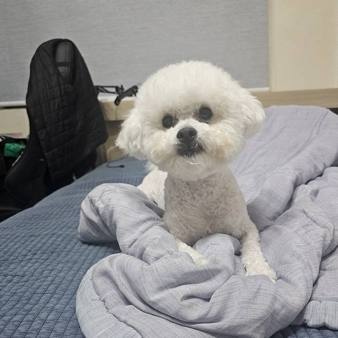 1000026864.jpg 우리집 강아지 미용하고 좌절하는데 응원좀..