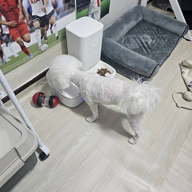 1000026862.jpg 우리집 강아지 미용하고 좌절하는데 응원좀..