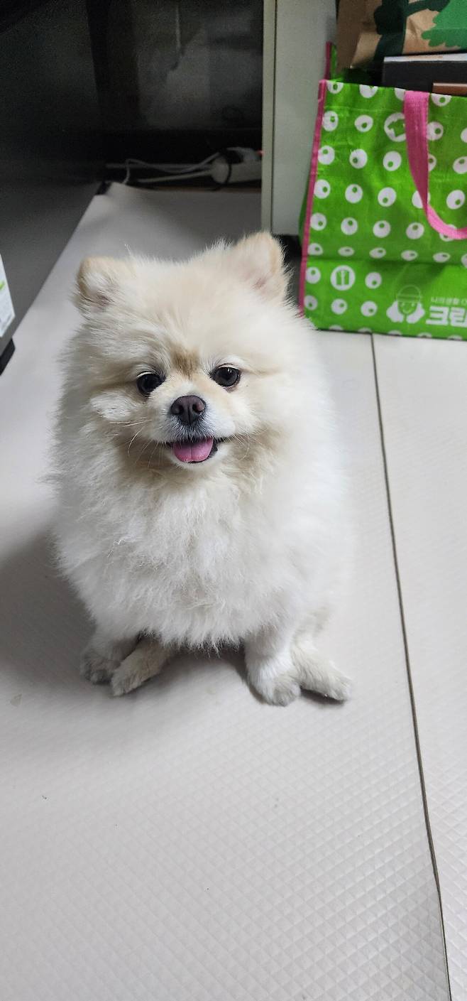 20250403_191715.jpg 울집막내 포메 Ai버전 VS 실물사진