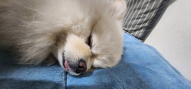 20250401_223434.jpg 울집막내 포메 Ai버전 VS 실물사진