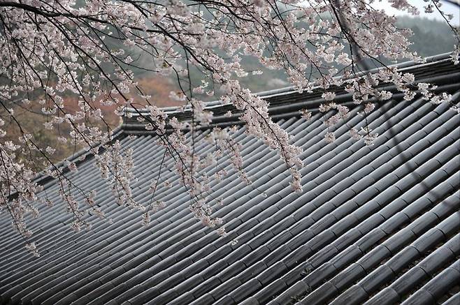 구례 화엄사엔 '봄의 여왕' 벚꽃도 꽃잎을 터뜨리기 시작해 곧 절정을 이룰 것으로 보인다.