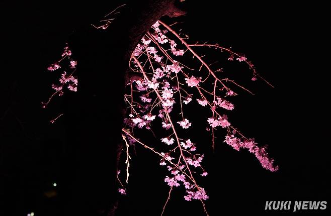 호수벚꽃축제의 하이라이트는 ‘봄밤의 벚꽃’이다. 석촌호수 2.6km 전역에 백색 조명을 설치해 벚꽃 야경을 연출한다. 호수를 둘러싸고 있는 왕벚나무, 산벚나무, 수양벚나무, 겹벚나무 등 총 1100주의 벚꽃과 이를 비추는 새하얀 빛이 어우러진 모습을 만날 수 있다.&nbsp;