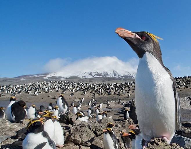 인도양 남부의 화산섬인 허드 맥도날드 제도에 사는 펭귄. 이 섬은 10년 넘게 사람이 살지 않은 무인도로, 펭귄들이 살고 있다. 2일(현지시간) 미국 정부는 이 섬에 상호관세 10%를 적용하기로 발표했다. [세계자연기금 제공]