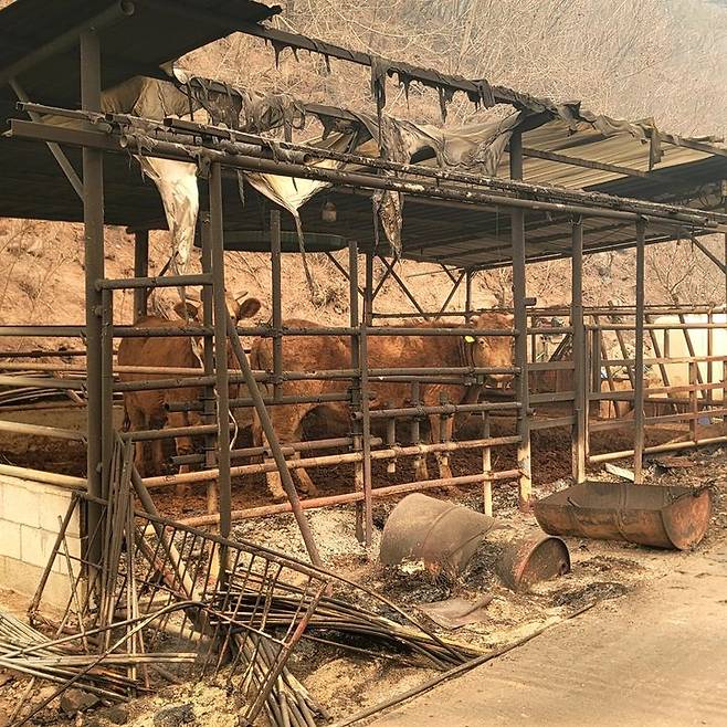 전국한우협회의 자체 조사 결과, 역대 최대 규모인 이번 전국 산불로 인해 한우 축사 150동이 불타고, 316마리가 폐사했다고 3일 밝혔다. 사진은 피해농가의 모습. (사진 = 한우협회 제공) 2025.04.03.   *재판매 및 DB 금지
