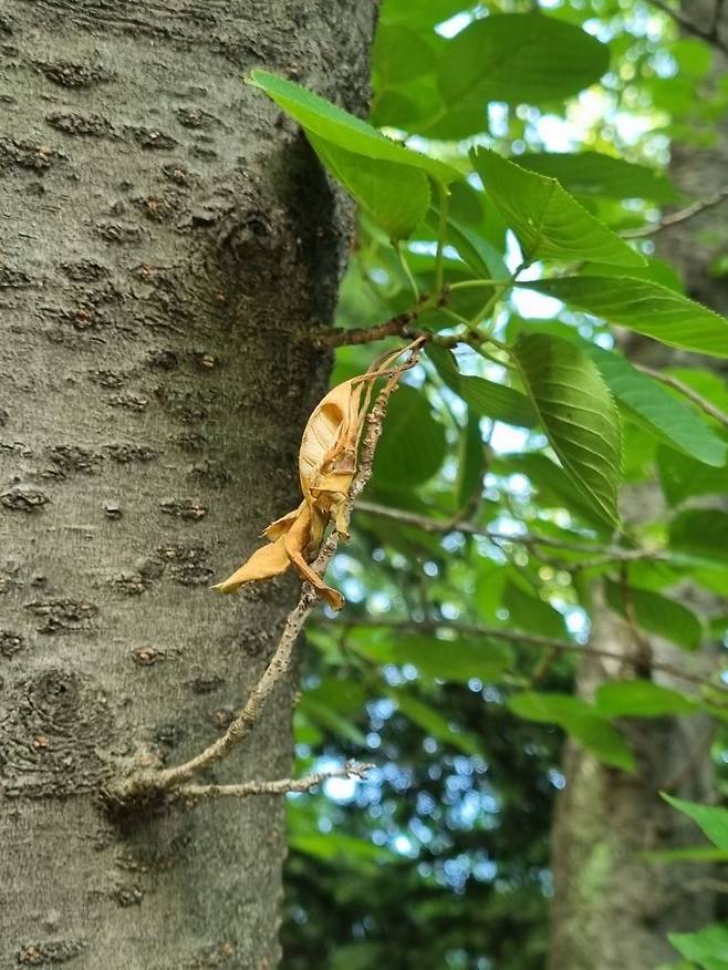 카이스트 실패연구소가 실패를 주제로 진행한 포토보이스에서 한 참여 학생이 나무에 달린 나무 이파리를 찍어 올렸다. 해당 학생은 마른 이파리가 우수한 학생들 사이에 있는 자신의 모습과 같다고 했다. 카이스트 실패연구소