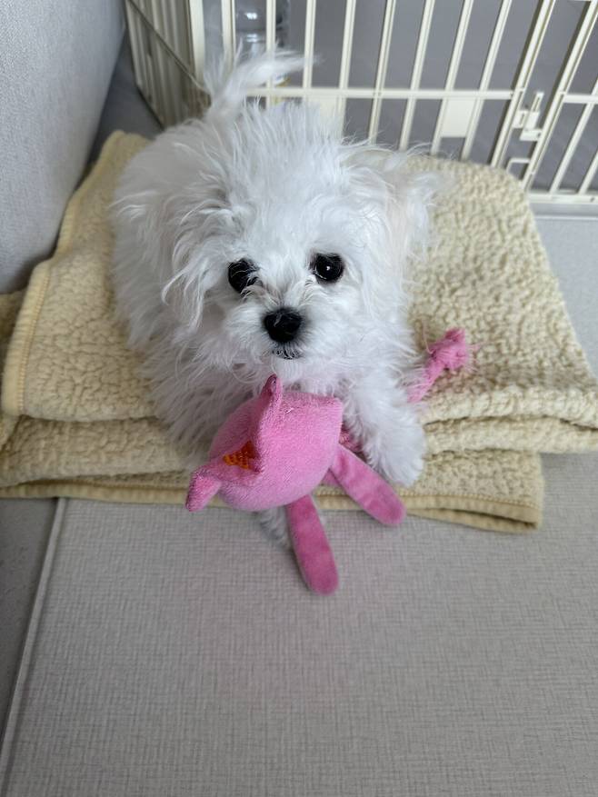 IMG_2134.jpeg 우리 강아지 배냇털 미용해따