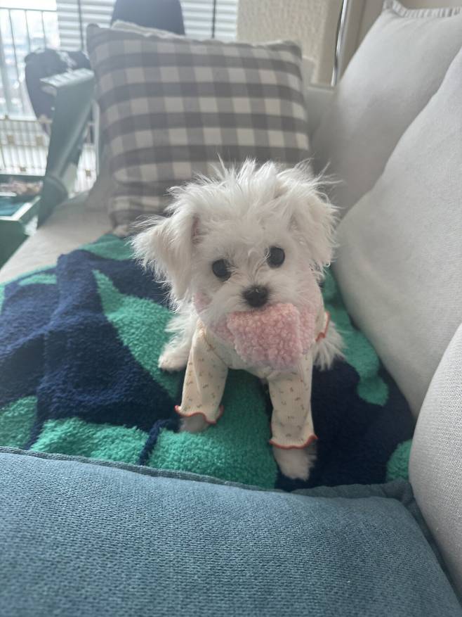 IMG_2044.jpeg 우리 강아지 배냇털 미용해따