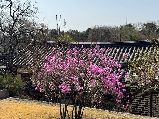 '봄을 품은 낙선재' 프로그램 참여 도중 발견한 봄꽃 2