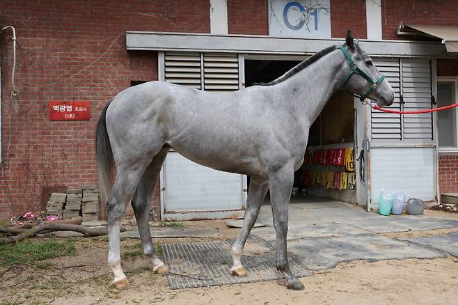 벌마의엔젤. 사진=한국마사회