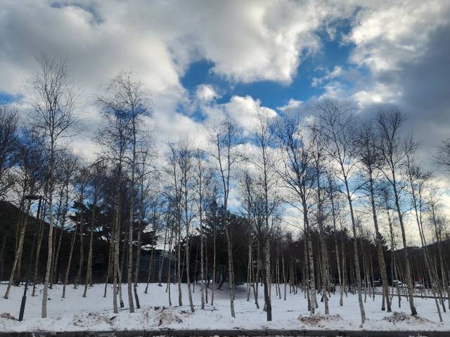 ▲ 눈이 내린 평창 월정사 입구 자작나무 숲 모습. 김주연 시인은 시 ‘겨울나무’에서 “너 없으면 나는 못 사는데/너는 나 없어야 잘 사는구나/잎새를 다 떨군/겨울나무의/벌거벗은 증언이 준엄하다”고 했다.