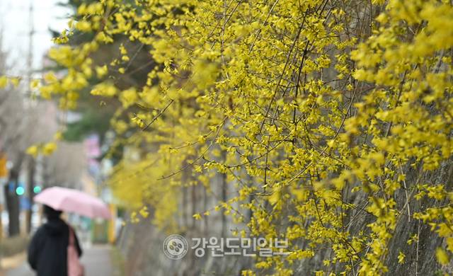 ▲ 지난 3월 27일 강원 춘천에 봄비가 내렸다. [강원도민일보 자료사진]