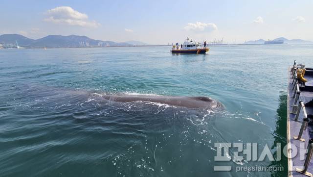 ▲4일 오전 9시 48분쯤 전남 여수시 송도 앞 광양만 해상에 대형 향유고래가 나타났다.ⓒ여수해경