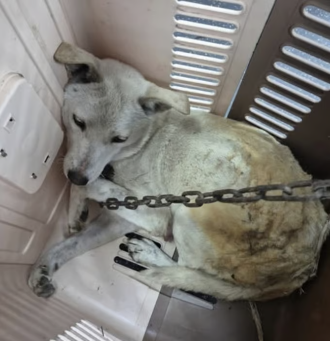 ▲ 경북 의성에서 쇠줄에 묶여 도망치지 못하는 상황에서도 새끼들을 살리려 발버둥쳤던 진돗개가 발견됐다. 동물구조단체 ‘유엄빠’ 인스타그램 캡쳐