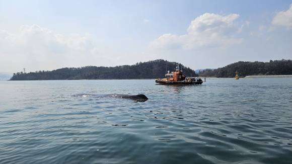 4일 전남 광양항 연안에 나타난 대형 고래를 구조대가 넓은 바다 쪽으로 유인하는 모습. 여수해양경찰서 제공