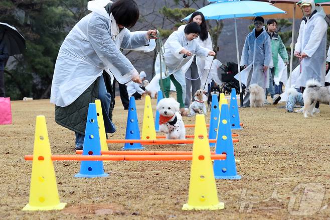 6일 전북자치도 임실군 붕어섬에서 '옥정호 벚꽃축제'가 열리고 있다. '임실에서 우리 함께 꽃길 걷개' 행사에 참가한 반려견들이 견주들과 함께 즐거운 시간을 보내고 있다.(임실군제공. 재판매 및 DB금지)2025.4.6/뉴스1 ⓒ News1 김동규 기자