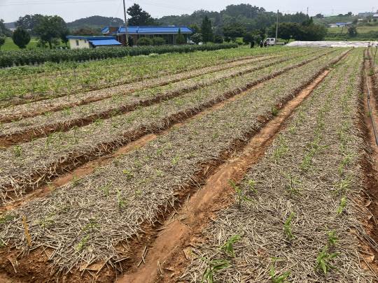 생강이 초기에 생육하고 있는 모습. 충남도 제공.