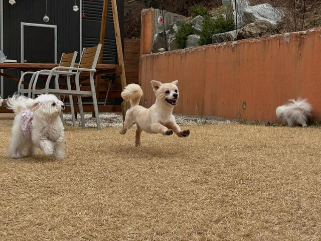 임시보호처에서 소풍 나온 날 신나게 뛰어노는 온달이(오른쪽). 동물보호단체 네스트 제공