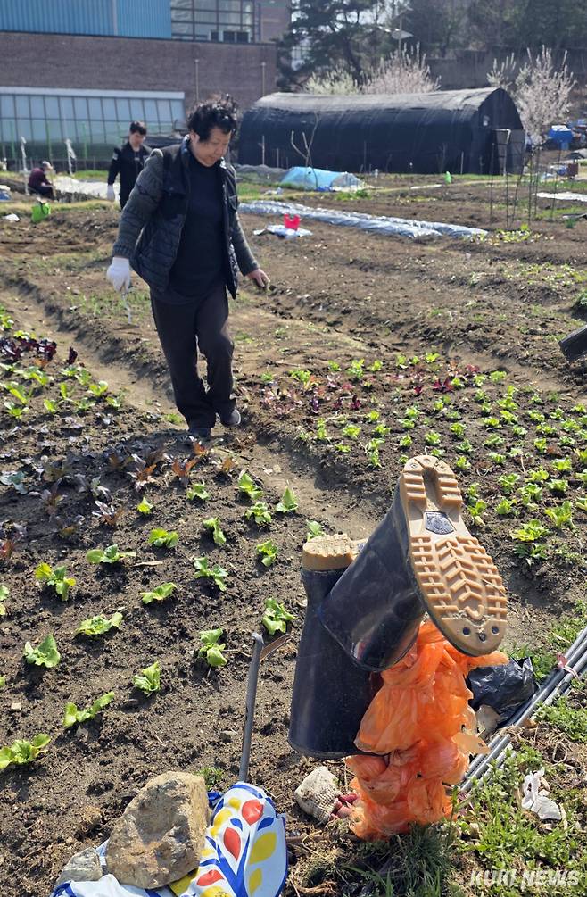 서강석 송파구청장은 “도심 속에 자리한 송파구 주말농장을 통해 친환경 농작물을 직접 재배하며 가족 건강도 챙기고, 자연과 교감하는 시간도 얻기 바란다”고 말했다.
