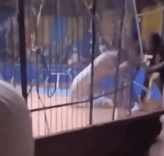 서커스 공연 도중 호랑이가 갑자기 서커스 단원을 공격하는 사고가 발생해 관중들이 충격에 휩싸였다./사진=데일리메일, 뉴시스