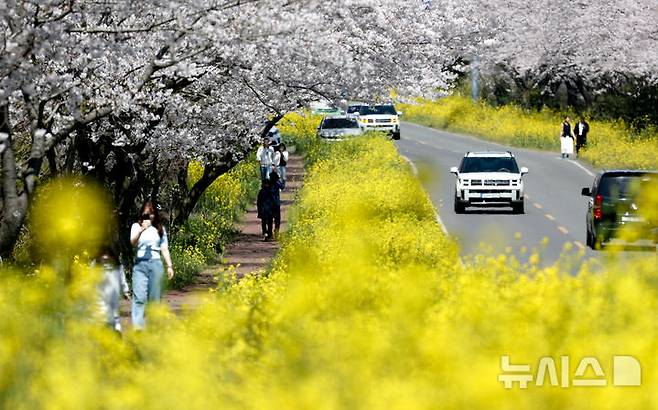 [서귀포=뉴시스] 우장호 기자 = 완연한 봄날씨를 보인 6일 오전 제주 서귀포시 표선면 가시리 녹산로를 찾은 시민과 관광객들이 활짝핀 벚꽃과 유채꽃길을 걸으며 깊어가는 봄을 만끽하고 있다. 2025.04.06. woo1223@newsis.com