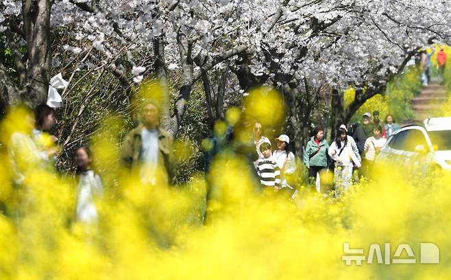 [서귀포=뉴시스] 우장호 기자 = 완연한 봄날씨를 보인 6일 오전 제주 서귀포시 표선면 가시리 녹산로를 찾은 시민과 관광객들이 활짝핀 벚꽃과 유채꽃길을 걸으며 깊어가는 봄을 만끽하고 있다. 2025.04.06. woo1223@newsis.com