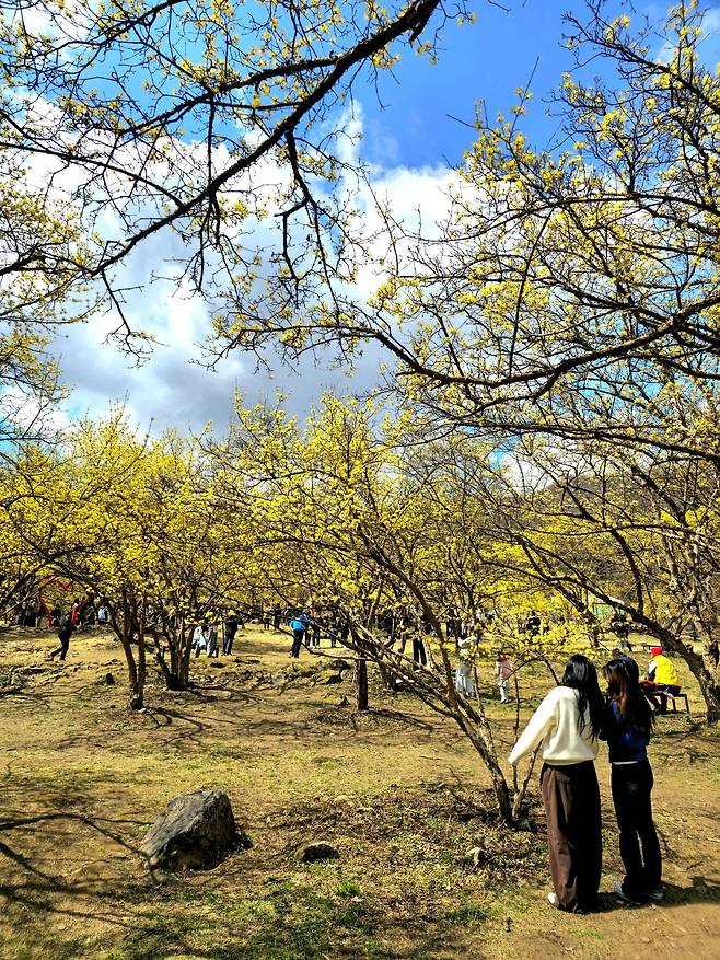 산수유 군락지.