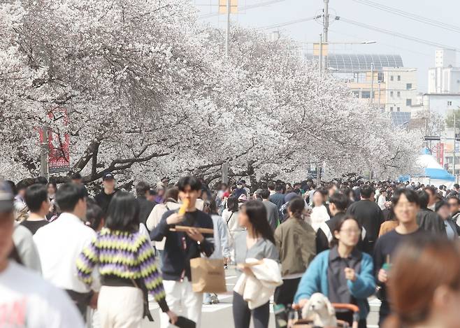 지난 4일부터 열린 충북 청주시 무심천 벚꽃축제에 43만여명의 인파가 몰린 가운데 안전하게 마무리됐다. 청주시 제공