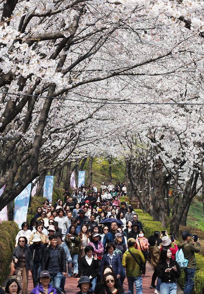 7일 석촌호수 둘레길. 이곳은 서울에서도 비교적 벚꽃이 빨리 피는 곳입니다.