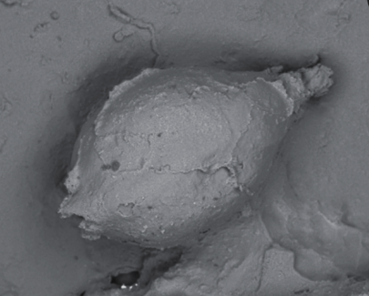 토기 표면의 눌린 자국을 현미경으로 들여다본 모습. 기장으로 추정된다. 국립문화유산연구원 제공