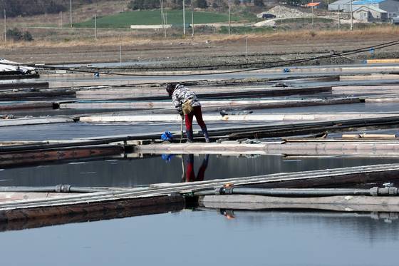 7일 오전 전남 신안군 증도 태평염전에서 작업자가 염전을 들여다보고 있다. 미국 정부가 지난 3일 강제노동 규정을 위반한 국내 최대 규모 단일염전인 태평염전의 소금 수입을 차단하는 인도보류명령을 발동했다고 밝혔다. 연합뉴스