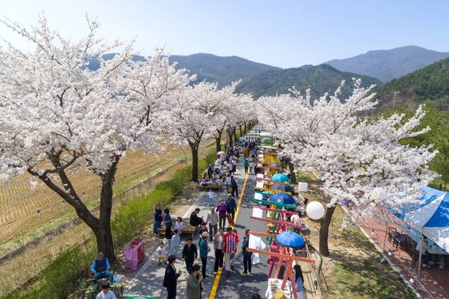 ▲ 제4회 정선 북평면 벚꽃축제가 12일 북평면 남평리 남평강변로 벚꽃길 일원에서 열린다.[사진은 지난해 벚꽃축제 모습]