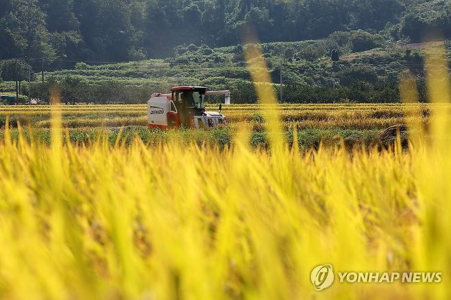 추수 [연합뉴스 자료 사진]