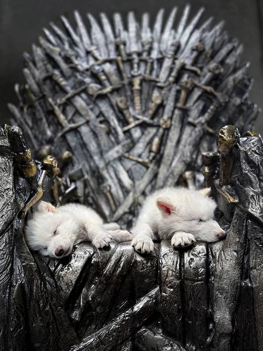 다이어울프 DNA를 기반으로 유전자를 편집해 태어난 늑대 로물루스와 레무스. 사진=Colossal Bioscience