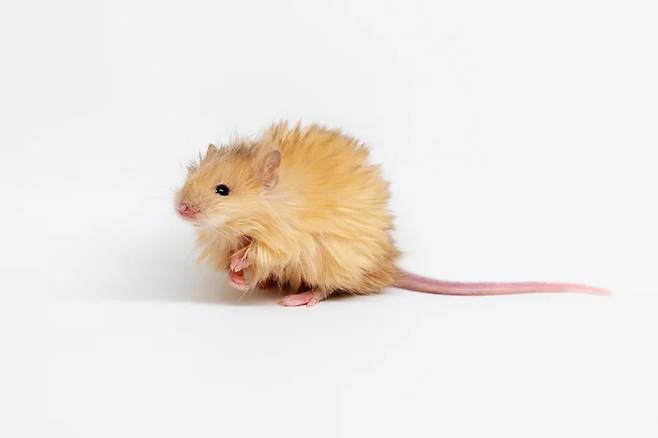 유전자 변형으로 태어난 털복숭이 쥐. 사진=Colossal Bioscience