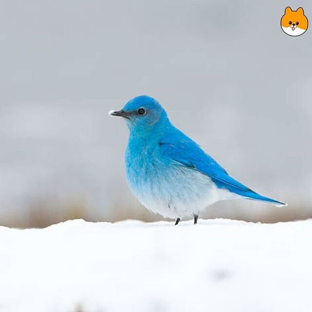 1000009639.jpg 보면 소원을 이루어준다는 파랑새