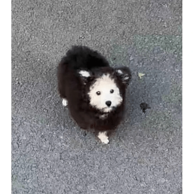 1000009645.png 여름인데 강아지 옷을 왜입히나요?