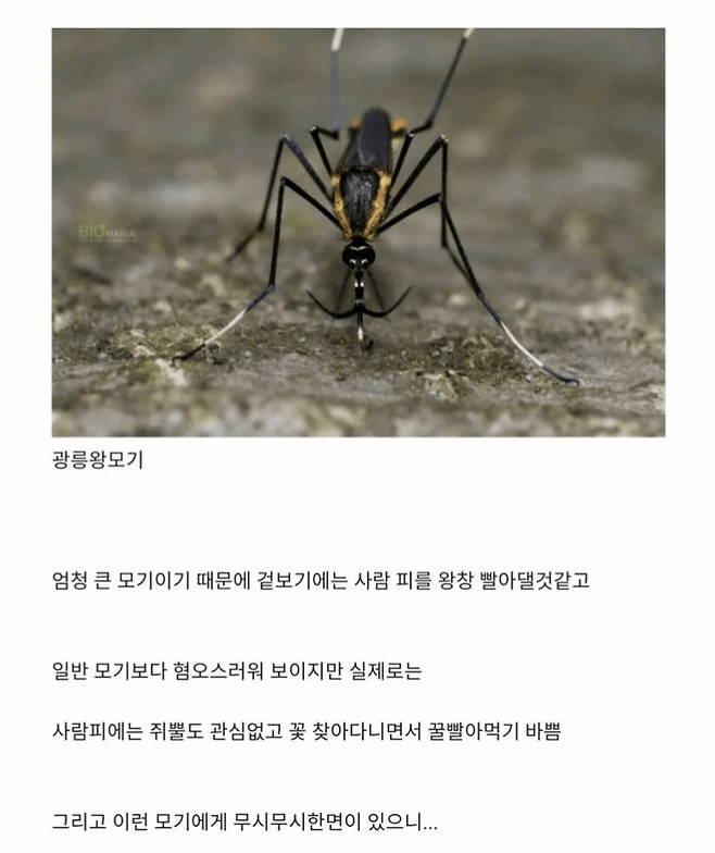 image.png 한반도에 서식하는 가장 큰 모기.jpg 한반도에 서식하는 가장 큰 모기.jpg