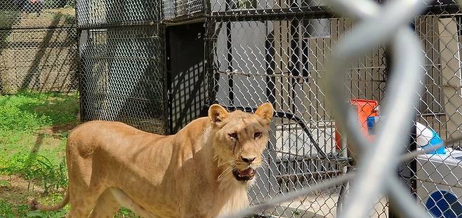 지난해 청주동물원으로 온 암사자 구름이. 오윤주 기자