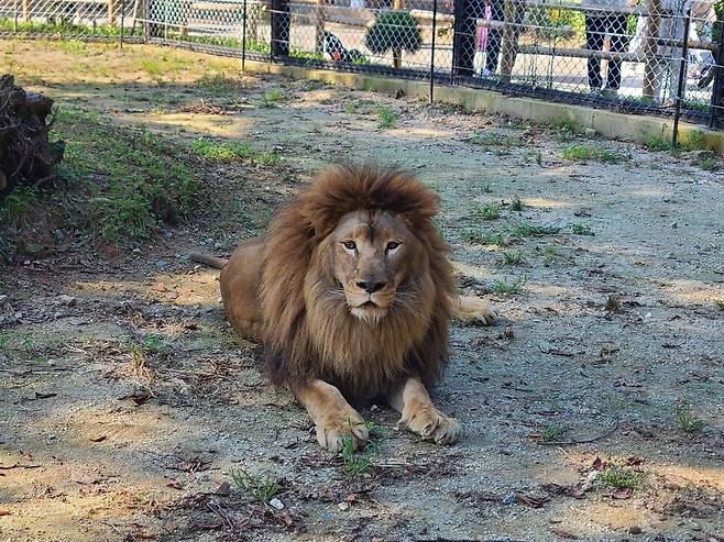 청주동물원으로 온 뒤 건강을 회복한 수사자 바람이. 청주동물원 제공