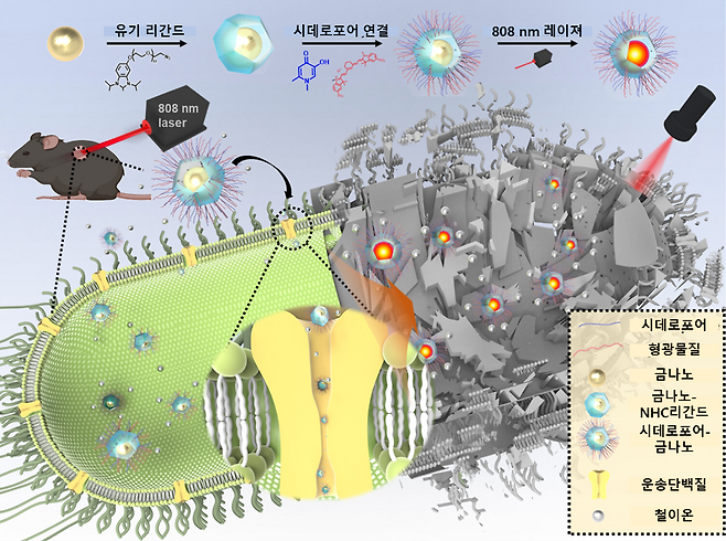 시데로포어-금 나노입자 기반 슈퍼박테리아 치료제 제작 및 적용 개요도.[한국생명공학연구원 제공]