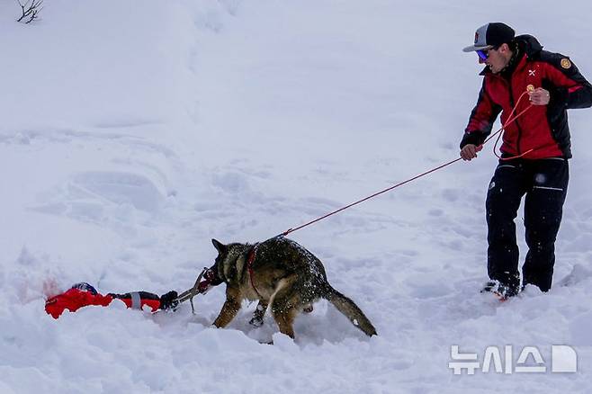 [콜 갈리나=AP/뉴시스] 지난달 25일(현지 시간) 이탈리아 코르티나 담페초 인근 콜 갈리나에서 눈사태를 가정한 구조훈련이 열린 가운데 구조견이 훈련을 하고 있다. 2025.04.07.