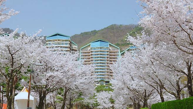 비발디파크 홍천 벚꽃단지 모습. (사진=소노인터내셔널 제공) *재판매 및 DB 금지